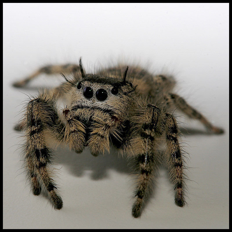 The Unexpected Visitor (Phidippus otiosus?)