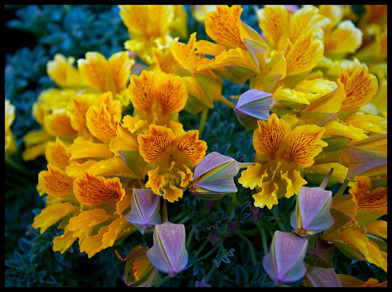 Wildflowers in Cajon del Maipo