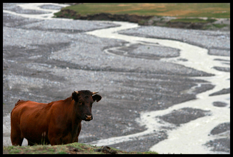 A Bull and His Valley