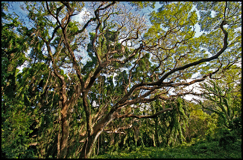 Forest in Makuleia Bay