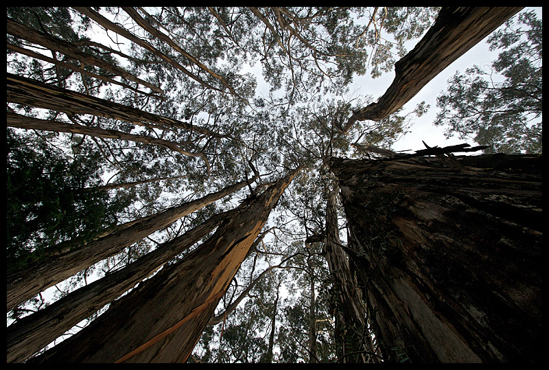 Eucalyptus Forest