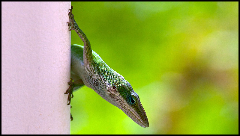 Lizard