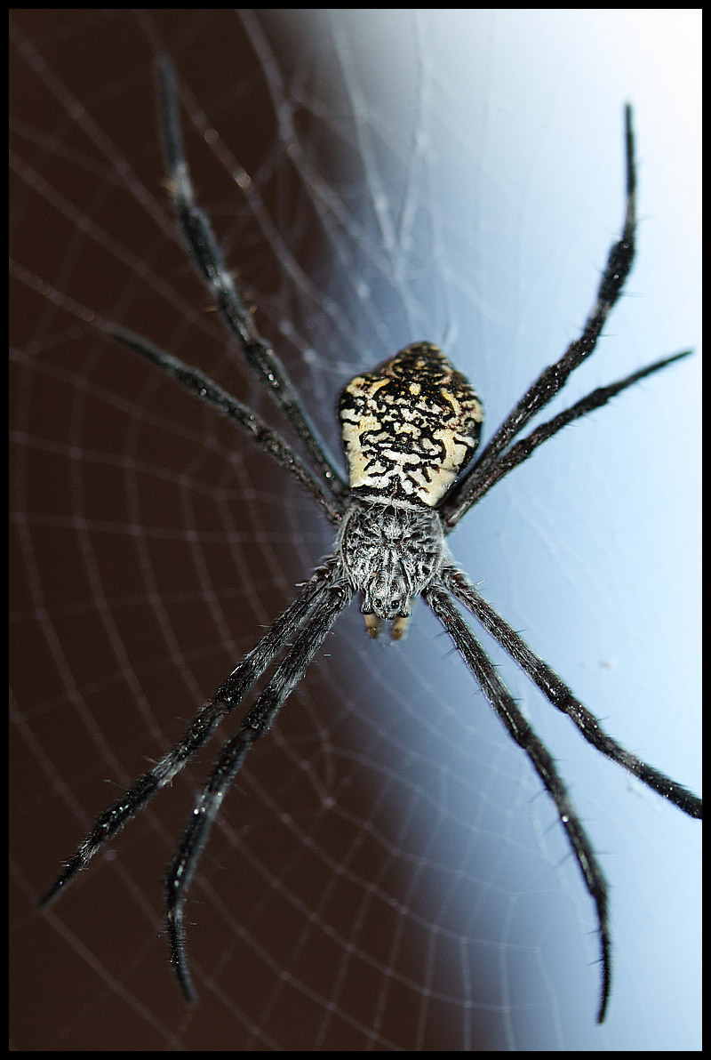 Spider