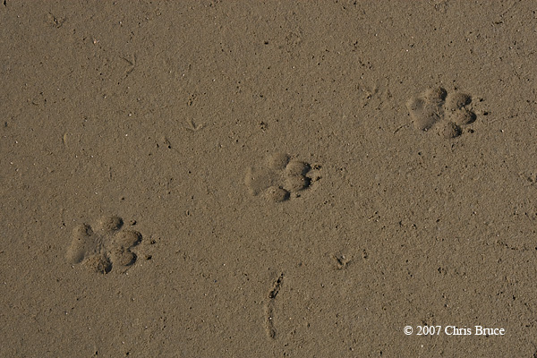Domestic Dog tracks