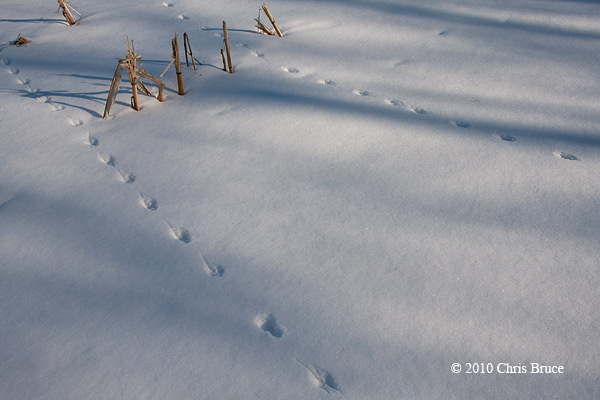 Get Ready, Get Set, Go!<br>(Meadow Vole Tracks)