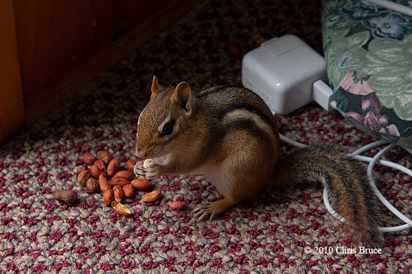 Indoors Chippy
