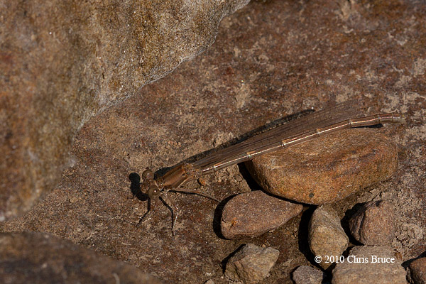 Teneral Powdered Dancer (<em>Argia moesta</em>)