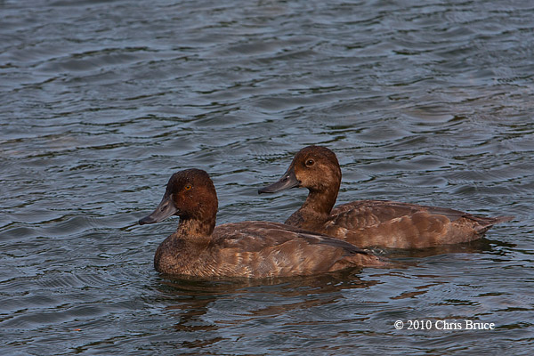 Redhead (molting male and female)