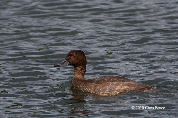 Redhead (male)