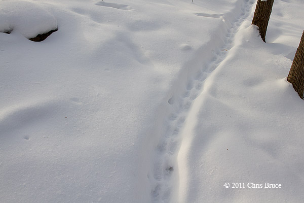 Porcupine Highway