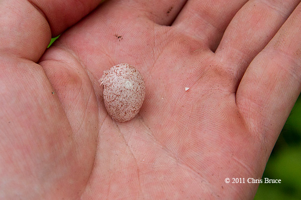 House Wren Egg