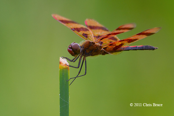 Halloween Pennant (<em>Celithemis eponina</em>)