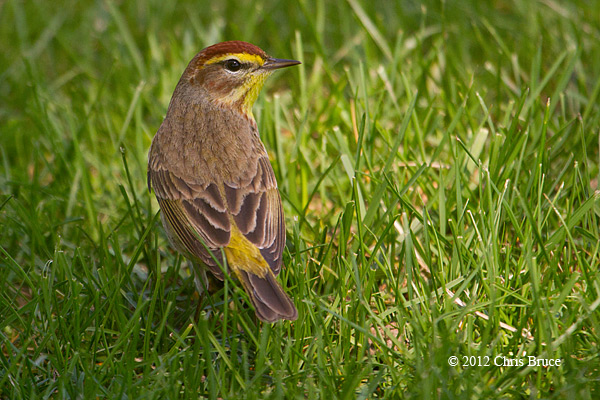 Palm Warbler