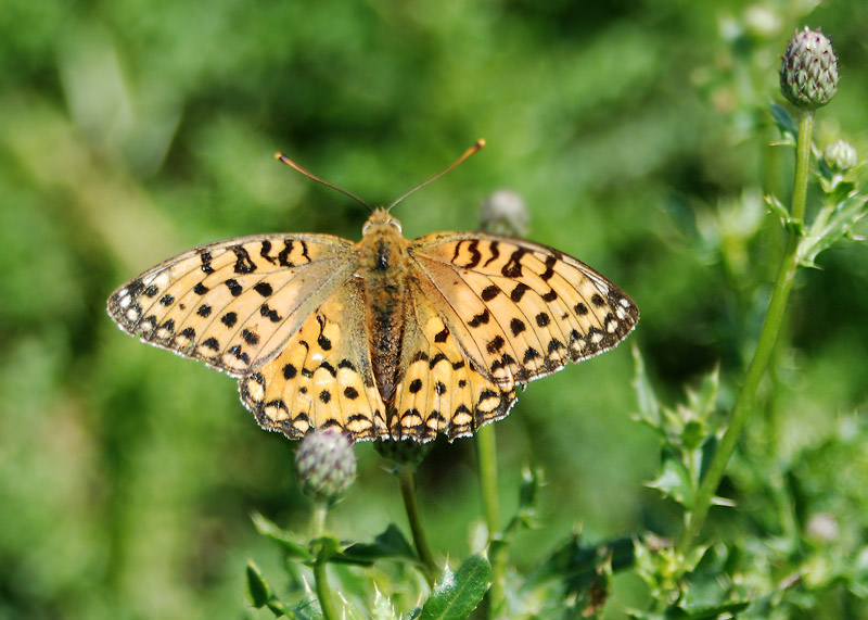 Grote Parelmoervlinder - Dark Green Fritillary