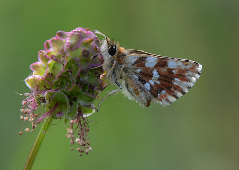 Kalkgraslanddikkopje - Red-underwing Skipper