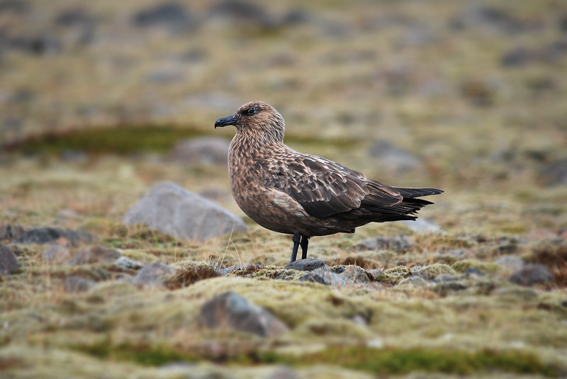 Grote Jager Kirkjebeaklauster Iceland 170510