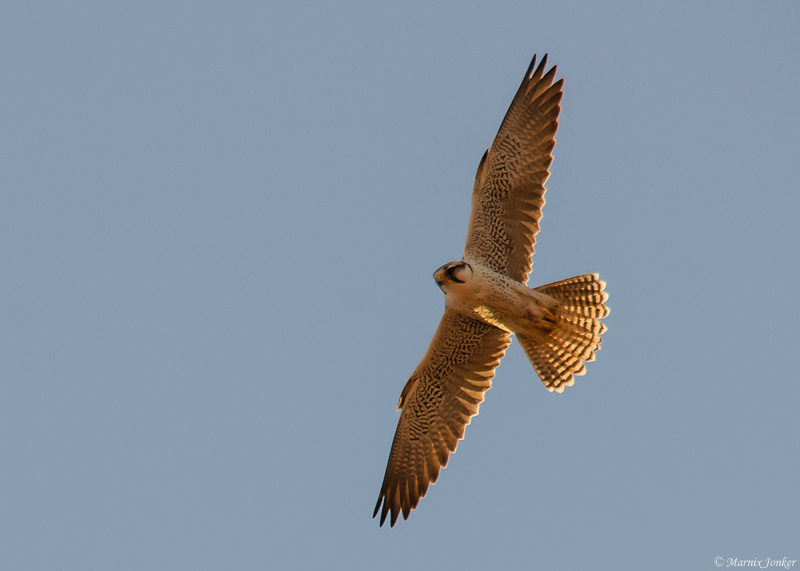 Lannervalk - Lanner Falcon