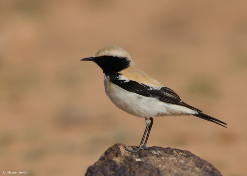 Woestijntapuit - Desert Wheatear