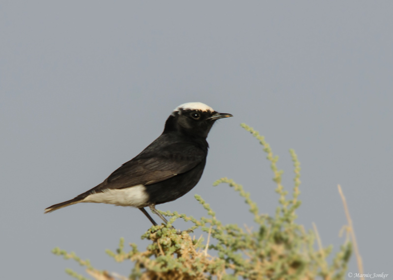 Witkruintapuit - White-crowned Wheatear