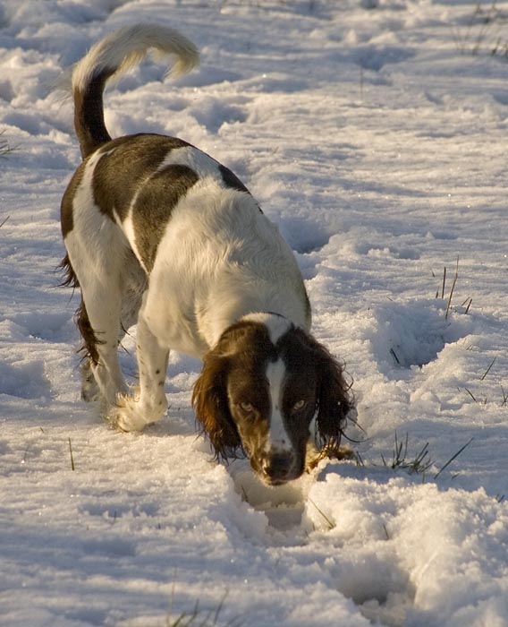 Bentley eating snow