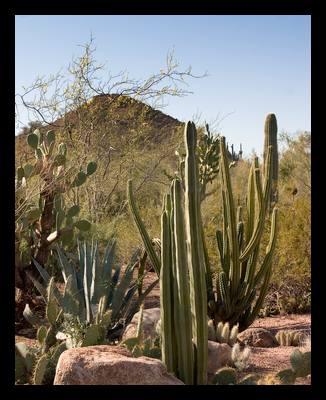 Phoenix Desert Botanical Garden