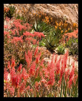Boyce Thompson Arboretum