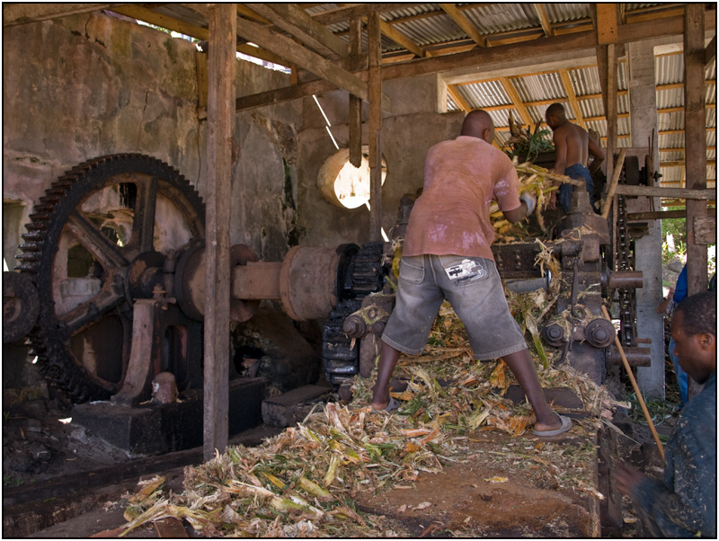 Grinding the Sugarcane