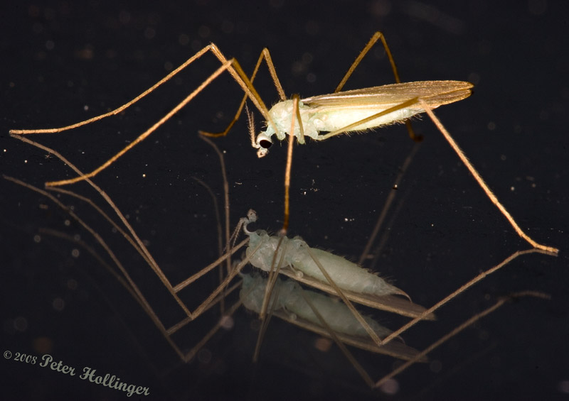 Crane Fly Contemplating Its Reflection