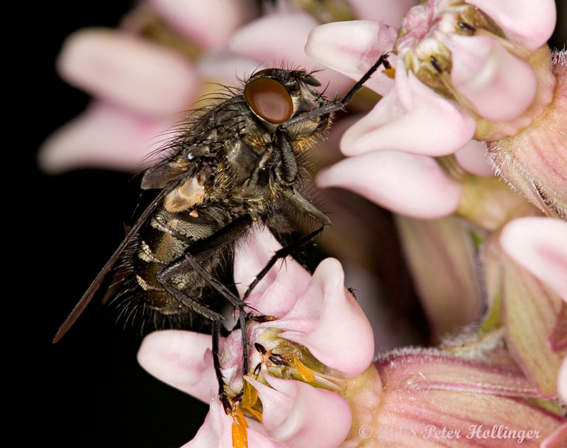 Fly Caught in Milkweed Flower