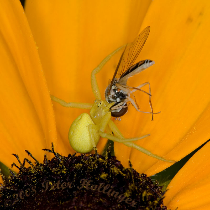 Crab Spider Catches Hover Fly on Rudbeckia