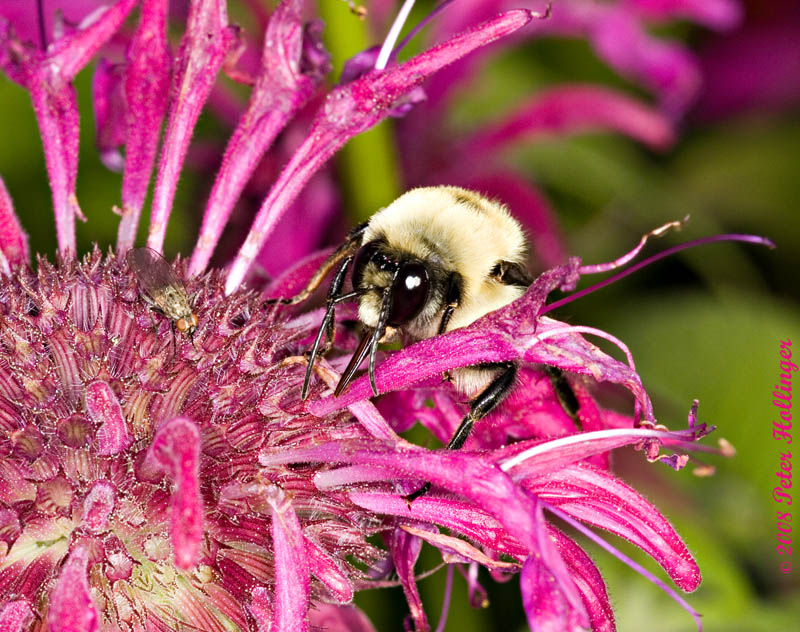 Bumble Bee Robs Bee Balm