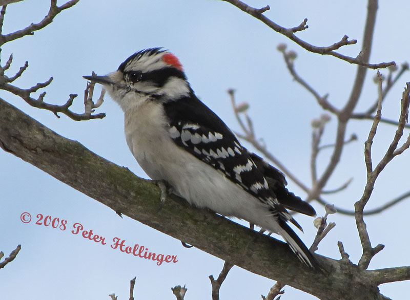 Male Downy Woodpecker