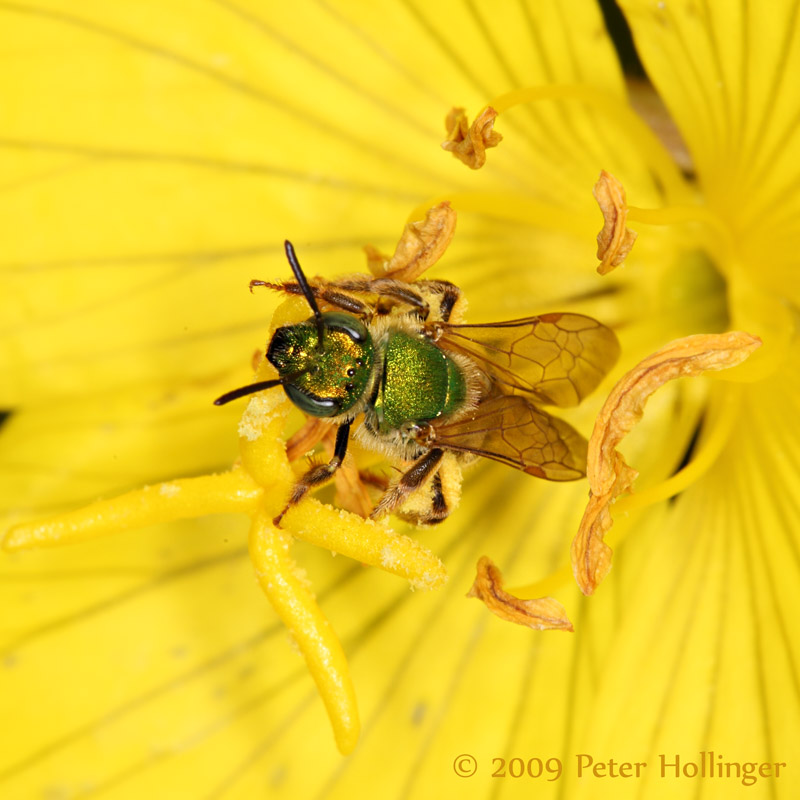 Green Bee in Evening Primrose