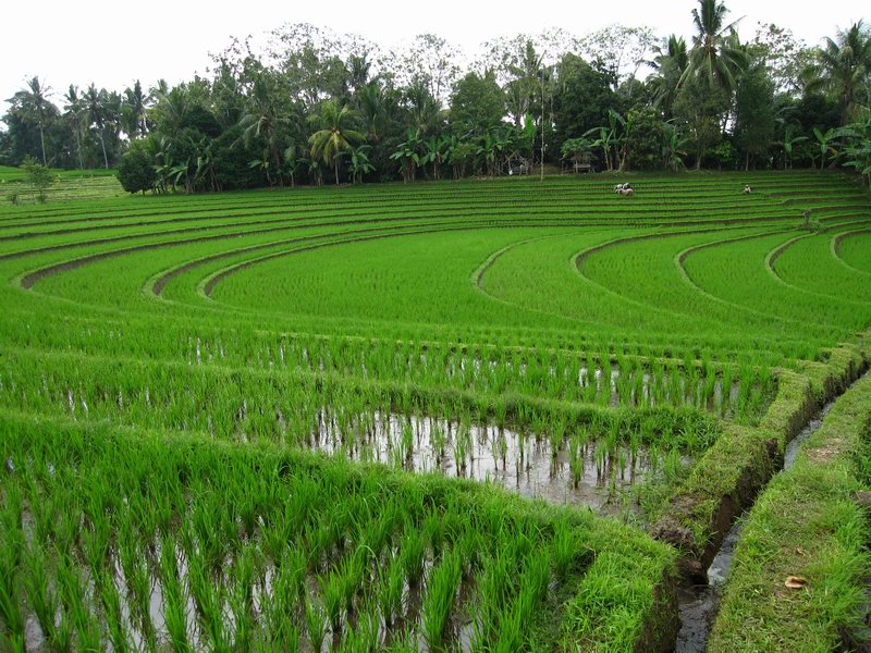 Sawah in Pupuan