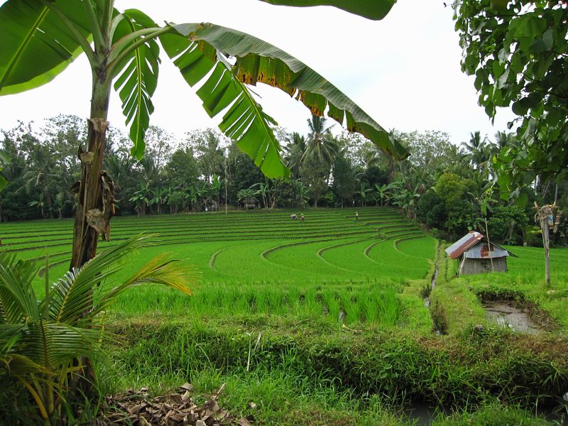 Rice Terraces in Pupuan