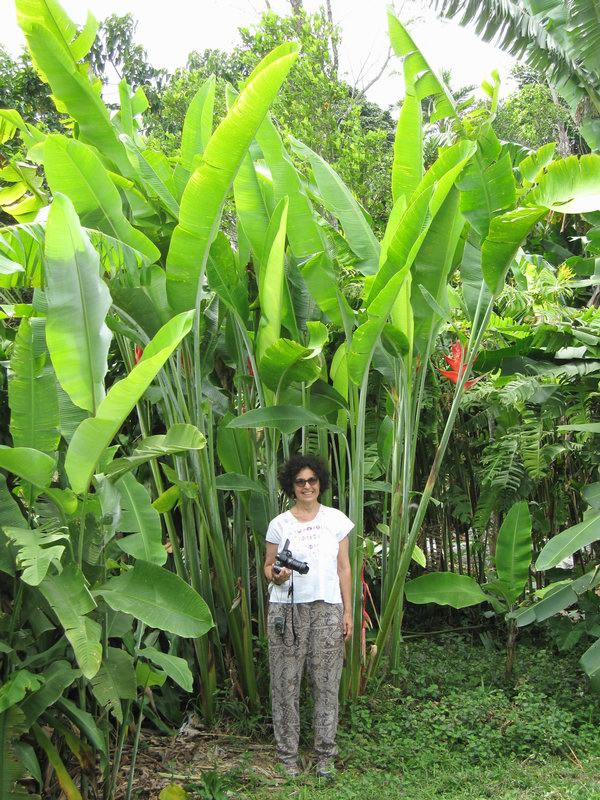Donna under the Heliconia