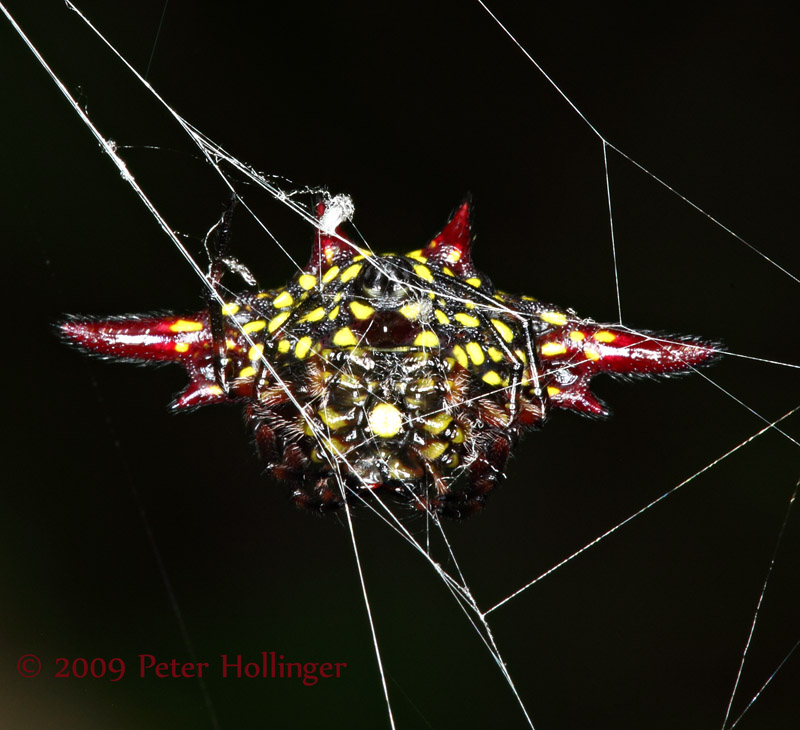 Spiky Spider