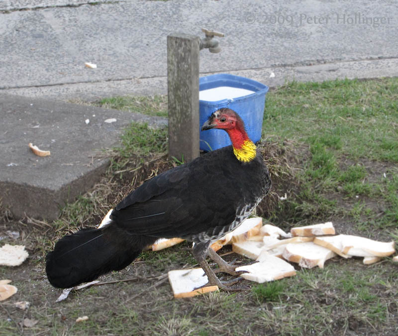 (Not So) Bush Turkey