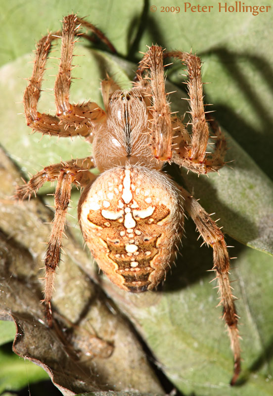 Cross Orbweaver Spider dorsal