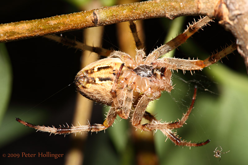 Cross Orbweaver Spider ventral