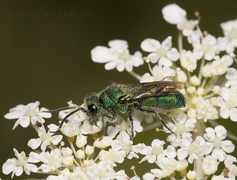 Green Wasp on Queen Anne's Lace