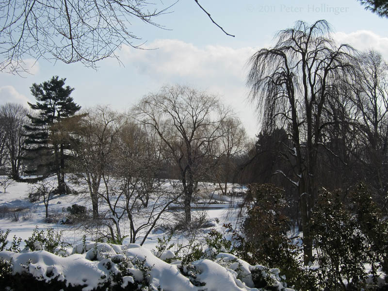 Winter Trees at Willow Pond, Mount Auburn Cemetery