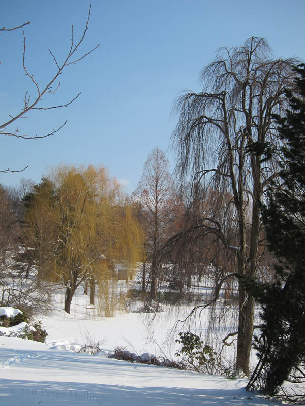  Winter at Mount Auburn Cemetery