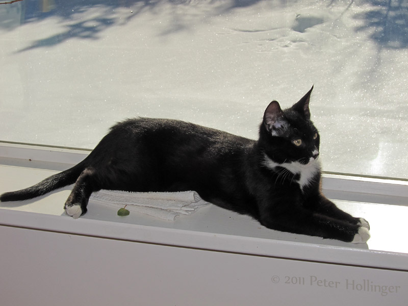 Jimi enjoying a sunny windowsill