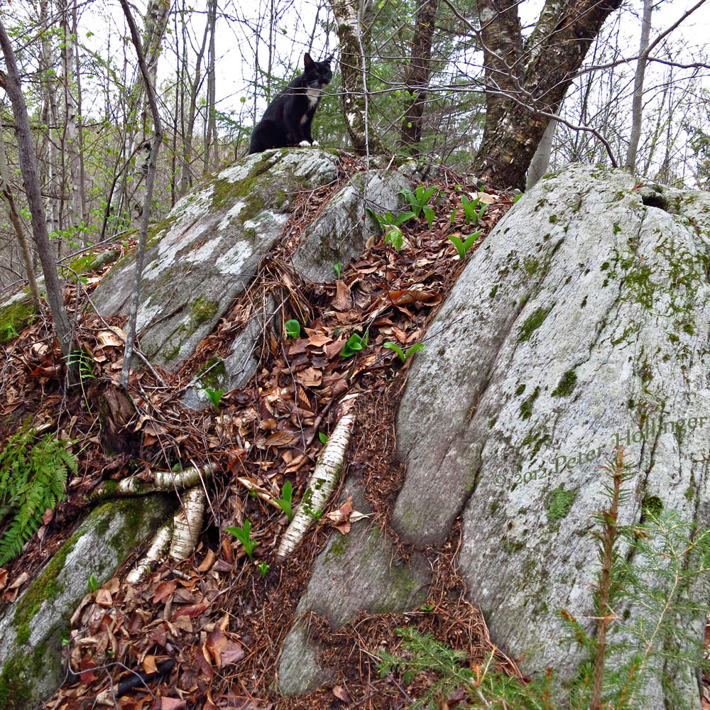 Rocky found a patch of Clintonia in a big rock