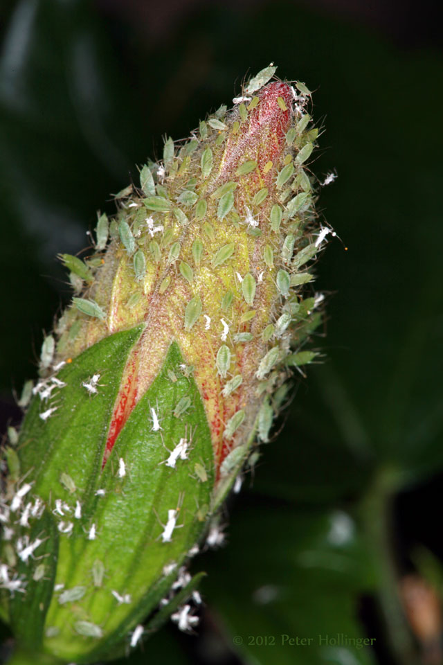 Aphids on a Hibiscus bud
