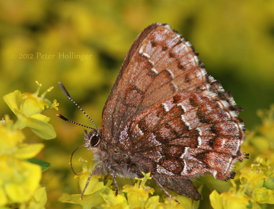 Eastern Pine Elfin (Callophrys niphon)