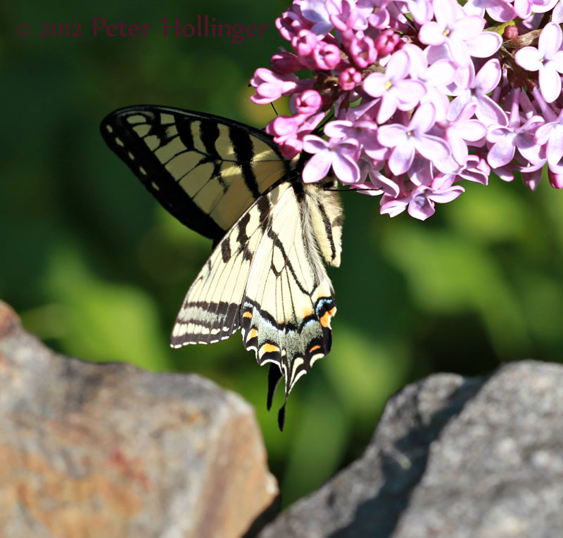 Eastern Tiger Swallowtail (Papilio glaucus)