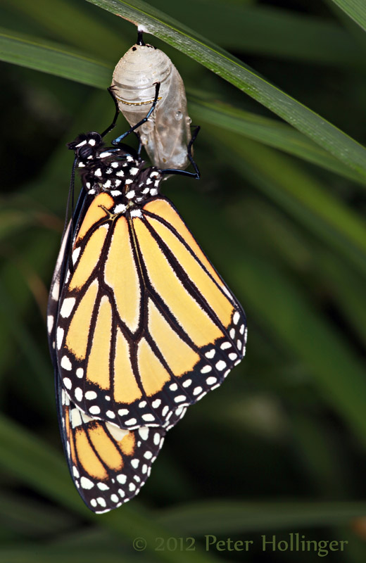 Monarch butterfly newly emerged from its chrysalis
