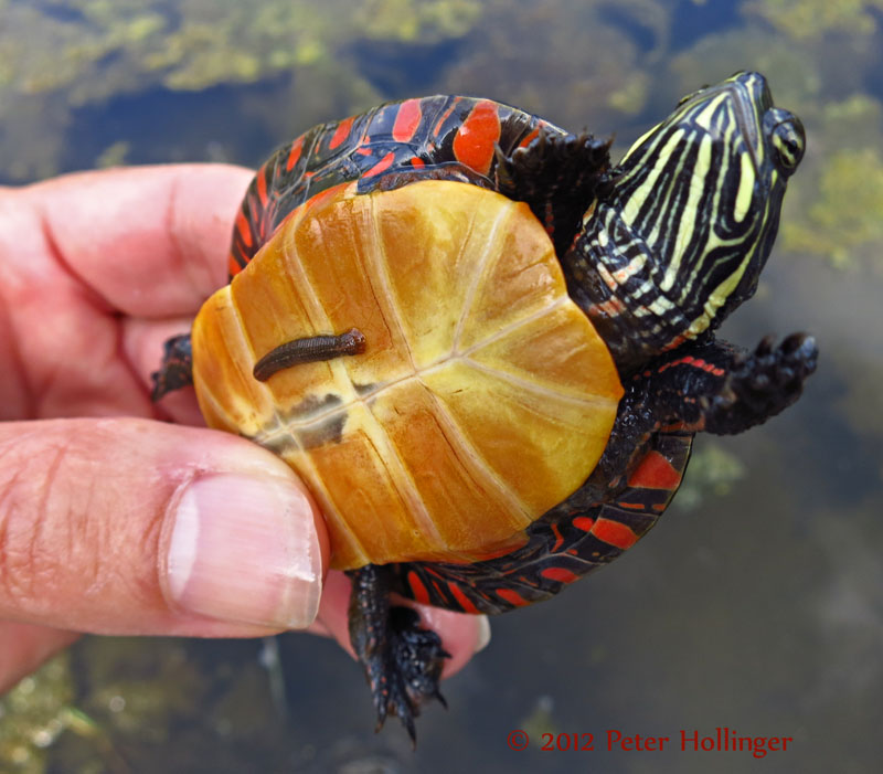 Painted Turtle with Leech